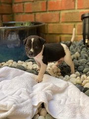 Panda - Mixed Breed Dog