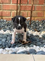 Panda - Mixed Breed Dog