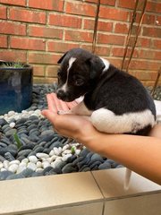 Panda - Mixed Breed Dog