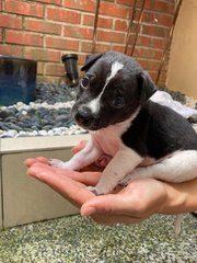 Panda - Mixed Breed Dog