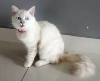 Kori - Persian + Domestic Long Hair Cat