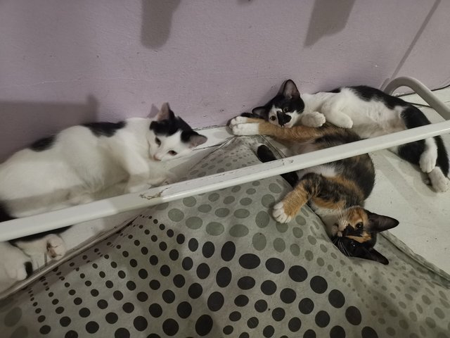 Miki, Mika, Ob - Domestic Medium Hair + American Shorthair Cat