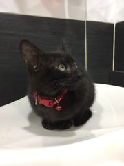 Betty - Domestic Short Hair Cat