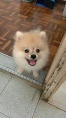 大佬 Da Lao - Pomeranian Dog