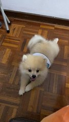 大佬 Da Lao - Pomeranian Dog