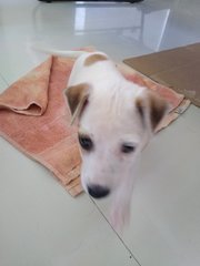 Dancer ( Female Mongrel Pup) - Mixed Breed Dog