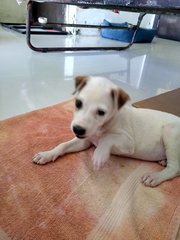 Dancer ( Female Mongrel Pup) - Mixed Breed Dog