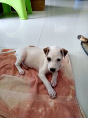 Dancer ( Female Mongrel Pup) - Mixed Breed Dog