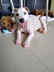 Dancer ( Female Mongrel Pup) - Mixed Breed Dog