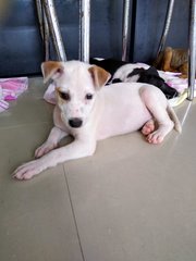 Dancer ( Female Mongrel Pup) - Mixed Breed Dog