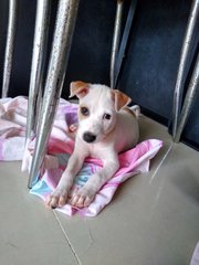 Dancer ( Female Mongrel Pup) - Mixed Breed Dog