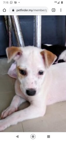 Dancer ( Female Mongrel Pup) - Mixed Breed Dog