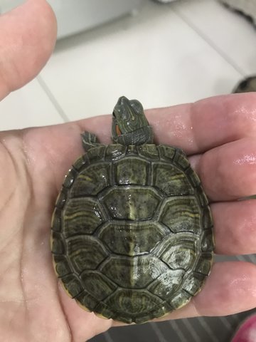 Red Ears Slider - Turtle Reptile