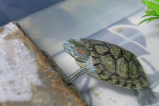 Red Ears Slider - Turtle Reptile