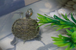 Red Ears Slider - Turtle Reptile