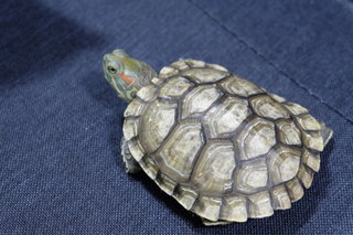 Red Ears Slider - Turtle Reptile