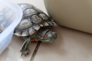 Red Ears Slider - Turtle Reptile