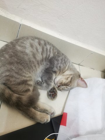 Xiao Hui - Tabby + British Shorthair Cat