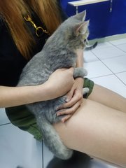 Xiao Hui - Tabby + British Shorthair Cat