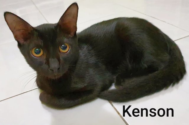 Kenson - Domestic Short Hair Cat