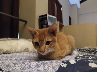 Tommy - Domestic Short Hair Cat