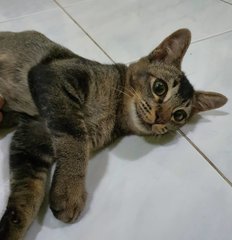 Hanson - Domestic Short Hair Cat