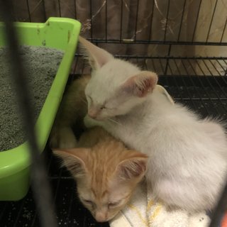 Aspen And Pumpkin - Domestic Short Hair + Domestic Medium Hair Cat