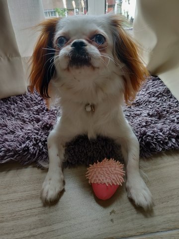 Koi - Japanese Chin Dog