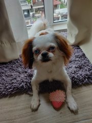 Koi - Japanese Chin Dog