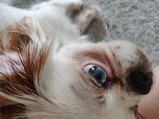 Koi - Japanese Chin Dog