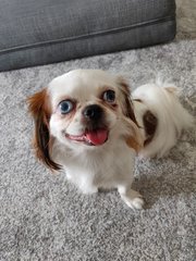 Koi - Japanese Chin Dog