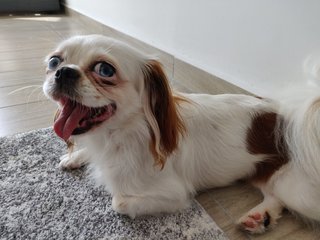 Koi - Japanese Chin Dog