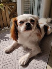 Koi - Japanese Chin Dog