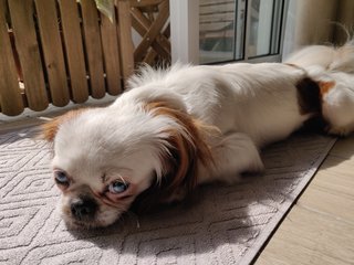 Koi - Japanese Chin Dog