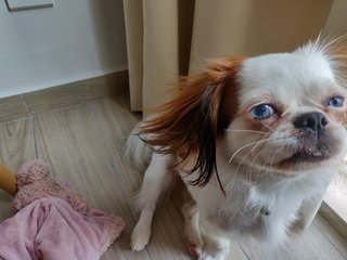 Koi - Japanese Chin Dog