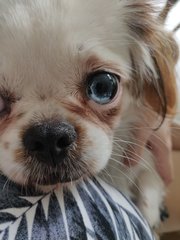 Koi - Japanese Chin Dog