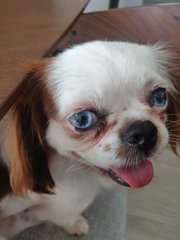 Koi - Japanese Chin Dog