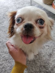 Koi - Japanese Chin Dog