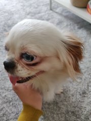 Koi - Japanese Chin Dog