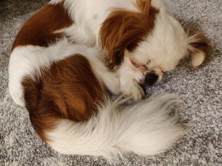 Koi - Japanese Chin Dog