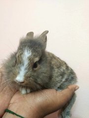 Fluffy &amp; Bobo - Angora Rabbit Rabbit