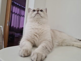 Alila - British Shorthair Cat