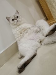 Alila - British Shorthair Cat