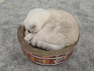 Alila - British Shorthair Cat