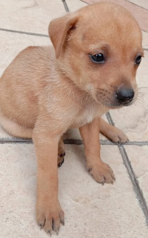 Cooper - Mixed Breed Dog