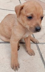 Cooper - Mixed Breed Dog