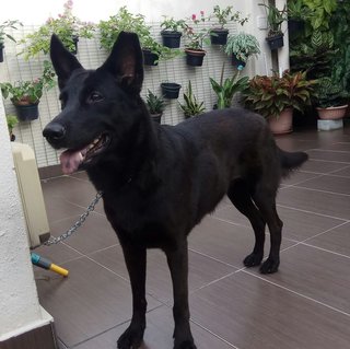 Blacky - Shepherd Mix Dog