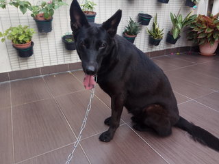 Blacky - Shepherd Mix Dog