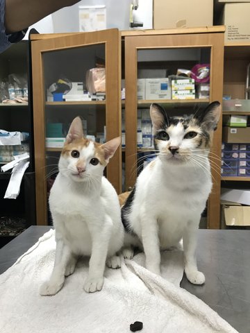 Simba &amp; Sarabi - Domestic Short Hair Cat