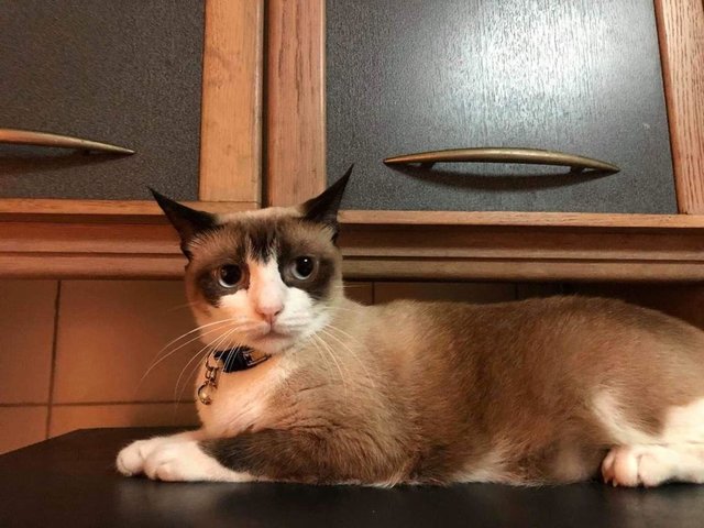 Noel - Snowshoe Cat